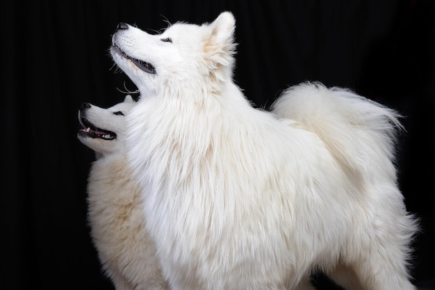 Jak wygląda samoyed i co wyróżnia tę rasę?